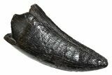 Serrated, Tyrannosaur (Nanotyrannus) Tooth - Montana #350419-1